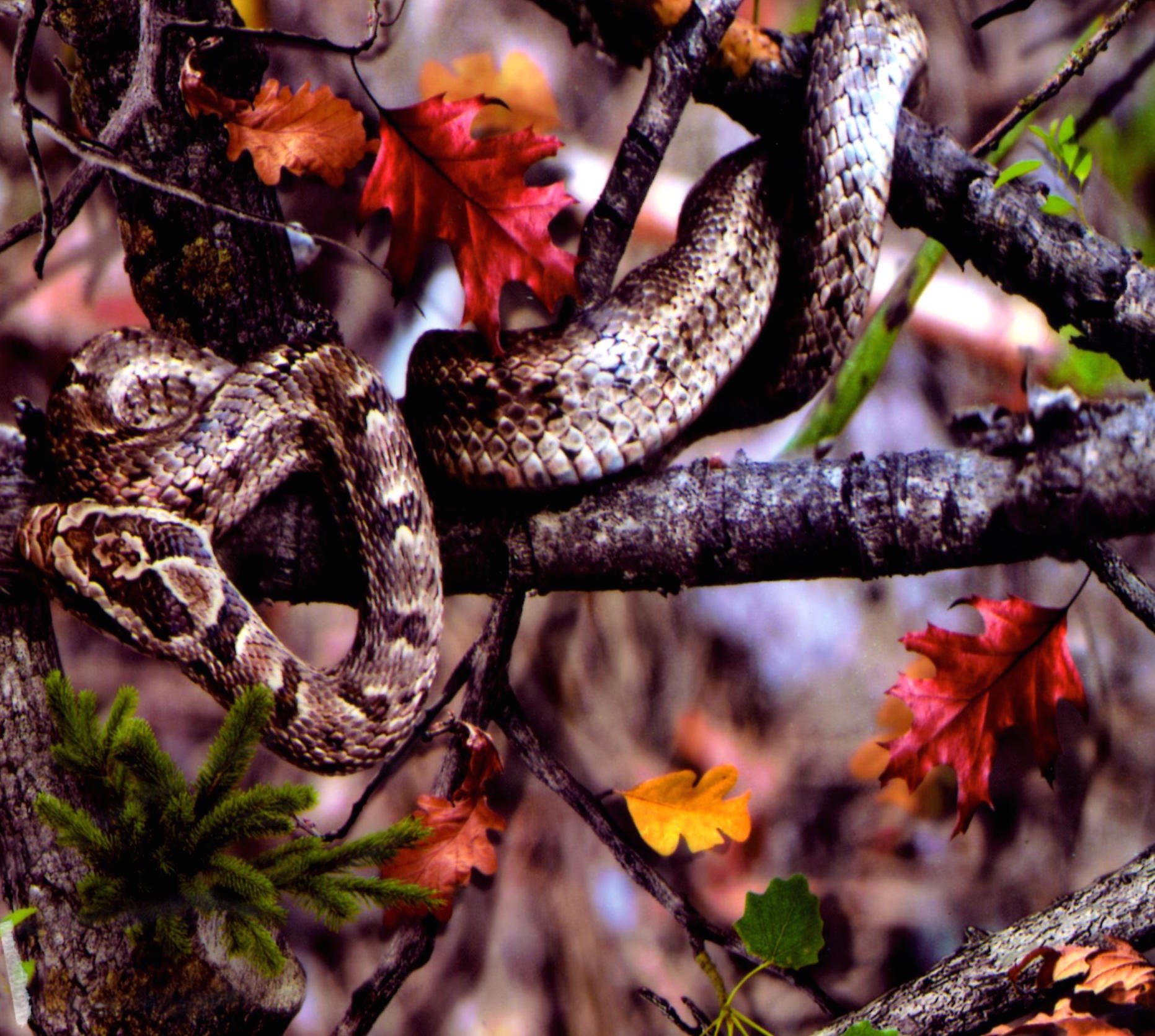 Snake Camo (100cm) PA Hydrographics Hydrographic Tanks, Dipping, Prints